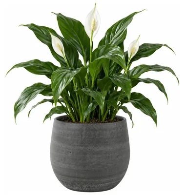 Produktbild von Steege Pflanztopf - modern - mystisch grau - 18 x 16 cm