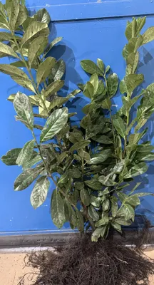 Produktbild von Prunus laurocerasus Novita Kirschlorbeer Hecke 50-70cm 1 STK