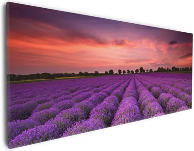 Produktbild von Wallario Premium Leinwandbild Lavendelfeld unter rotem Himmel in Größe 30 x 75 cm