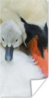 Produktbild von MuchoWow® Poster Schwan - Küken - Makro 20x40 cm - Plakat - Foto