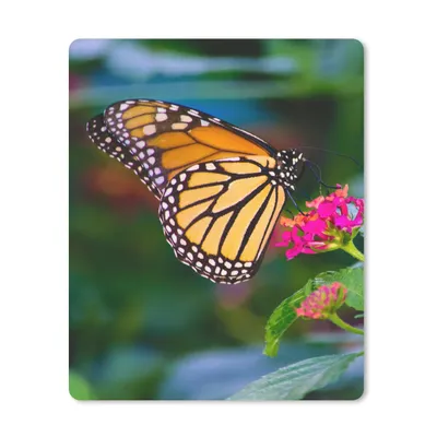 Produktbild von MuchoWow® Mauspad Mousepad Schmetterlinge - Blume - Natur 19x23 cm - Mousepads - Maus Mat - Pad - Mausunterlage - Mauspads - Spielen