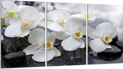 Produktbild von Glasschutzplatte für Herd 3x30x52