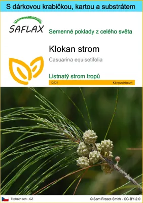 Obrázek produktu pro SAFLAX Dárková sada - klokan strom - Casuarina equisetifolia - 200 Semena - S dárkovou krabičkou, přepravním štítkem, dárkovou kartou a pěstebním médiem