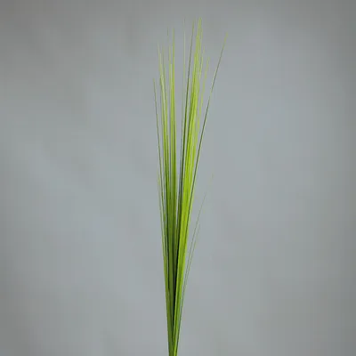 Produktbild von künstliches Isolepsisgras, Deko Gräserzweig H. 85cm hellgrün DPI Kunstblumen