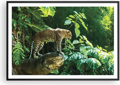 Produktbild von Gerahmtes Poster - Schwarzer Rahmen - Dschungel Leopard Panther - 100x70 cm - Wand Bild - Wanddeko - Wandbilder - Kunstposter - Wandposter - Bilderrahmen - Bilder - Kunstdruck - P2BAA100x70-4502