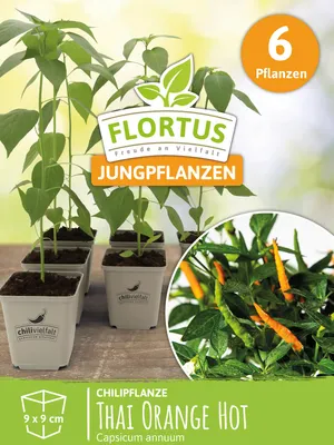 Artikelbild 7 von 'Chilipflanze Thai Orange Hot' aus der Kategorie Chilipflanzen
