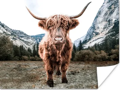 Produktbild von MuchoWow® Poster Schottischer Highlander - Berg - Tiere 120x90 cm - Wandbild