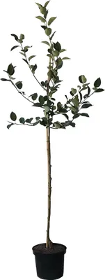 Produktbild von Apfelbaum `Cox Orangenrenette´ - Halbstamm, 160-180cm im 10L-Topf