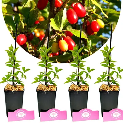 Produktbild von Set mit 4 Kirsch-Hartriegelpflanzen (Cornus mas) – Höhe 25 cm – Topfgröße 9 cm