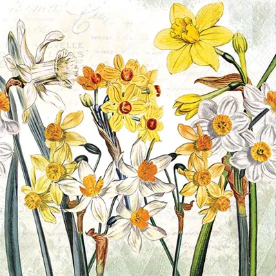 Produktbild von Servietten 33x33 cm - Narcissus
