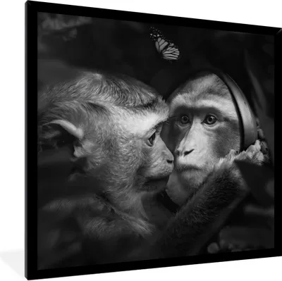 Produktbild von MuchoWow® Gerahmtes Poster Tiere - Affen - Natur - Schwarz - Weiß 40x40 cm - Poster mit Schwarzem Bilderrahmen Wandposter Rahmen Foto Bilder - Mit Rahmen - Wanddekoration Schlafzimmer