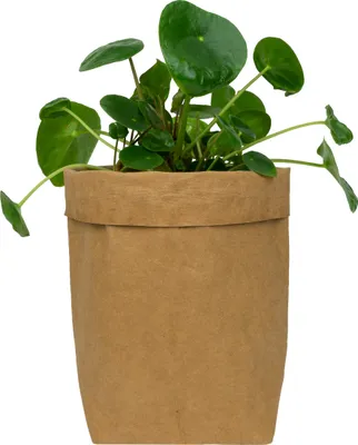 Produktbild von QUVIO Pflanzentasche - Blumentopf aus Kraftpapier - Blumentöpfe für drinnen - Blumentöpfe für draußen - 10 x 10 x 20 cm - Braun