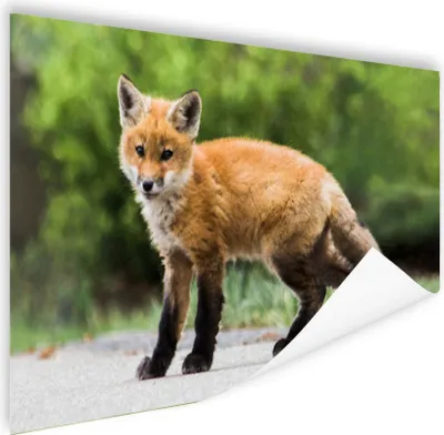 Produktbild von MuchoWow® Poster Fuchs - Welpe - Weg 180x120 cm - Fotoplakat