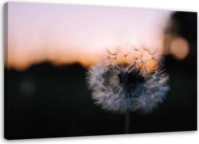Produktbild von Leinwandbild pusteblume und sonnenuntergang 120x80 cm Feeby rosa wandbild bereit zum aufhängen