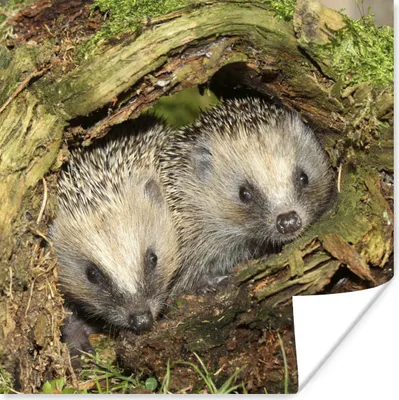 Produktbild von MuchoWow® Poster Igel - hohl - Baby 75x75 cm - Wand Dekoration