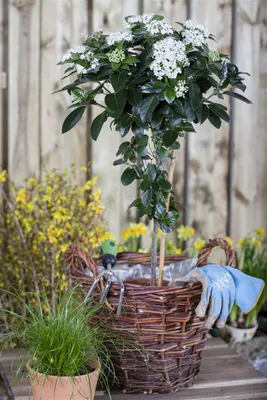 Produktbild von Viburnum tinus, Lorbeer-Schneeball, immergrün, 80–100 cm