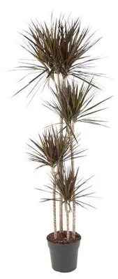 Imagen del producto de Dracaena Magenta de 180 cm con hojas de color verde intenso