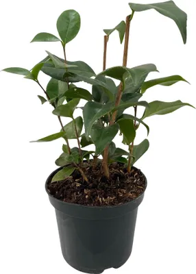 Produktbild von Kamelie Camellia japonica Tricolour Strauch Blüte Rosa Weiß und Rot Immergrün