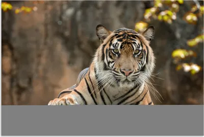 Produktbild von MuchoWow® Poster Tiger - Felsen - Blätter 180x120 cm - Fotoplakat