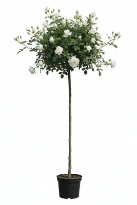 Produktbild von Rose ‘Kristall’ - Hochstamm | weiße Duftrose für Garten & Terrasse | Höhe 170-180 cm | Stammhöhe 110 cm