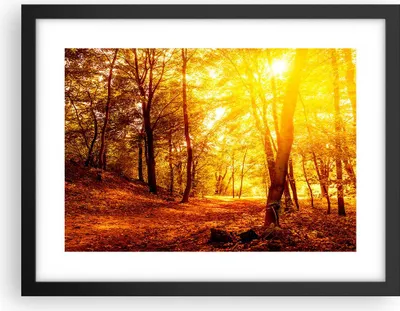 Produktbild von Gerahmtes Poster - Schwarzer Rahmen - Wald Baum Natur - 40x30 cm - Wand Bild - Wanddeko - Wandbilder - Kunstposter - Wandposter - Bilderrahmen - Bilder - Kunstdruck - Wandbild - P2BAA40x30-3722