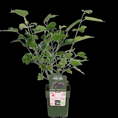 Produktbild von Hello Plants Morus Nigra Mulle Schwarze Maulbeeren Pflanze - Ø 13 cm - Höhe: 45 cm