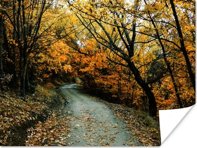 Produktbild von MuchoWow® Poster Blätter - Herbst - Wald 120x90 cm - Wandbild