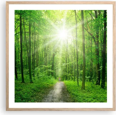 Produktbild von Gerahmtes Poster - Rahmen in heller Eiche - Sonnenstrahlen Wald Sommer - 60x60 cm - Wand Bild - Wanddeko - Wandbilder - Wandposter - Bilderrahmen - Bilder - Kunstdruck - Wandbild - P2NAC60x60-2689