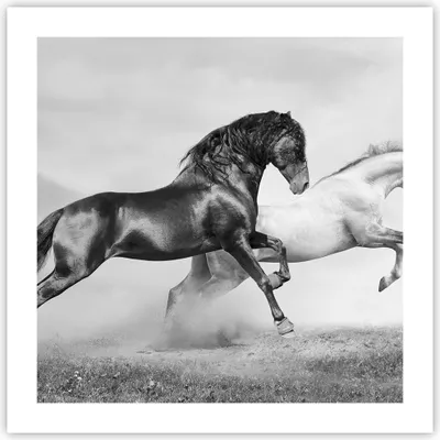 Produktbild von Poster - Poster ohne Rahmen - Pferde Tiere Galopp Wiese - 50x50 cm - Wand Bild - Wanddeko - Wandbilder - Kunstposter - Wandposter - Bilder - Kunstdruck - Wanddekoration - Wandbild - P2XAC50x50-2683