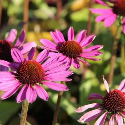 Image de 6 x échinacée pourpre - Echinacea purpurea 'Little Magnus'® | Pot 9 cm x 9 cm