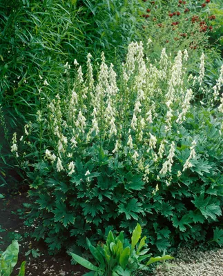 Zdjęcie produktu dla Aconitum lycoctonum ssp. vulp. 'Ivorine', tojad, kremowobiały, doniczka ok. 11x11 cm