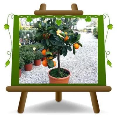 Produktbild von Navelina Citrusfruchtpflanze im Topf 35 cm