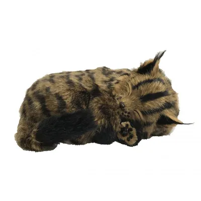 Produktbild von Perfect Petzzz 92611 Main Coon-Kätzchen