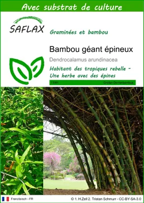 Image de SAFLAX - Bambou géant épineux - 50 graines - Avec substrat - Dendrocalamus