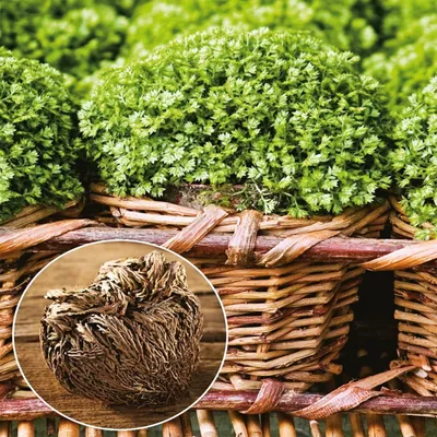 Produktbild von Selaginella Knolle Rhizom winterhart Schattenpflanze Selaginella Moosfarne 1 St.
