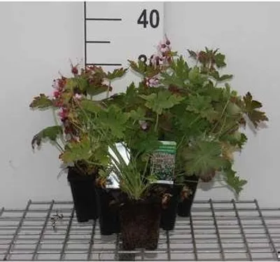 Zdjęcie produktu dla 6 x Geranium macr. 'Ingwersen's Variety' - Storchenschnabel - Topf 9 x 9 cm