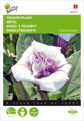 Produktbild von Engelstrompete | Engelstrompetensamen von Buzzy Seeds