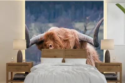 Produktbild von MuchoWow® Fototapete für Wohnzimmer oder Schlafzimmer Wandtapete Vinyl Motivtapete Schottischer Highlander - Hörner - Berg - 240x240 cm - Schlafzimmer-Tapete
