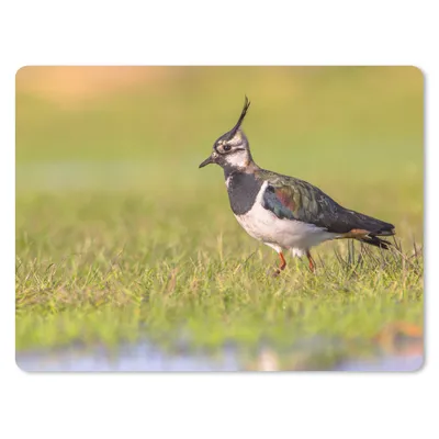 Produktbild von MuchoWow® Mauspad Mousepad Vogel - Gras - Natur - Tiere - Kiebitz 23x19 cm - Mousepads - Maus Mat - Pad - Mausunterlage - Schreibtischunterlage - Mauspad