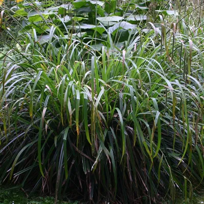 Produktbild von 6 x Riesensegge - Carex pendula  | Topf 9cm x 9cm