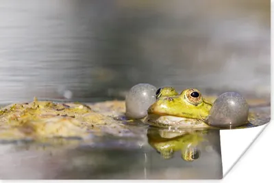 Produktbild von MuchoWow® Poster Nahaufnahme eines quakenden Frosches 60x40 cm - Schlafzimmerdekoration