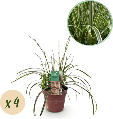 Produktbild von GreenboutiQ - Ziergräser - Carex morrowii Ice Dance - Weiß & Grün - 4 Pflanzen - Immergrün - Wenig Pflege - Topf 17cm Höhe 50cm