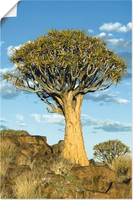 Produktbild von ARTland Poster Köcherbaum Größe: 80x120 cm