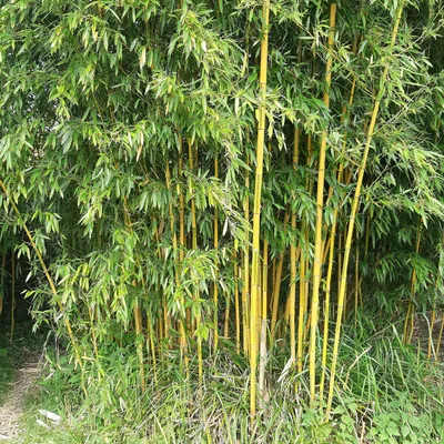 Produktbild von Bakker.com - Gartenbambus, Der topf / 2L / Lieferhöhe 40-50cm