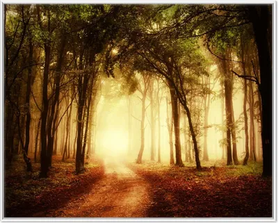 Produktbild von Wallario Wandbild Sonnenuntergang auf dem Waldweg, Größe: 40,30 x 50,30 cm, Poster mit weißem Aluminiumrahmen