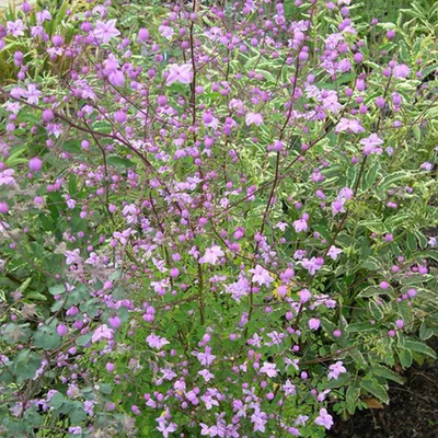 Immagine prodotto di 6 piante di *Thalictrum delavayi* (Delavay), in vaso da 9x9 cm