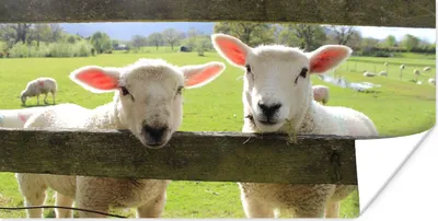 Produktbild von MuchoWow® Poster Schafe - Tiere - Bauernhof 150x75 cm - ohne Rahmen
