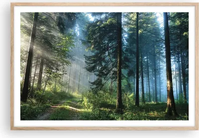 Produktbild von Gerahmtes Poster - Rahmen in heller Eiche - Wald Dämmerung die Sonne - 91,5x61 cm - Wand Bild - Wanddeko - Wandbilder - Kunstposter - Wandposter - Bilderrahmen - Bilder - Kunstdruck - P2NAA91x61-4398