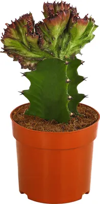 Produktbild von Dehner Korallen-Wolfsmilch, Euphorbia lactea, botanische Kuriosität, 15-25 cm, Ø 10.5 cm, Sukkulente
