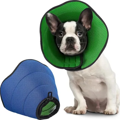 A French Bulldog puppy wearing a green Elizabethan collar, with a blue Elizabethan collar shown separately next to it.